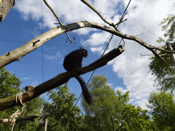 Black Lemur at the Africa section of ZOO Planckendael