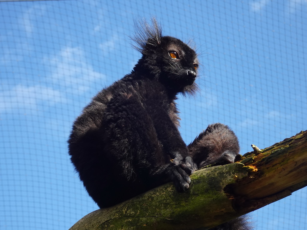 Black Lemur at the Africa section of ZOO Planckendael