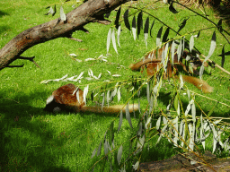 Black Lemurs at the Africa section of ZOO Planckendael