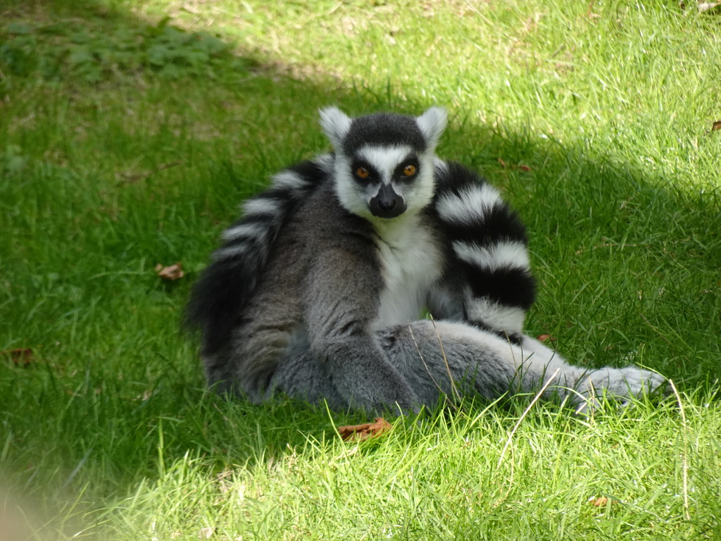 Ring-tailed Lemur at the Africa section of ZOO Planckendael