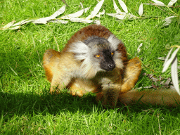 Black Lemur at the Africa section of ZOO Planckendael