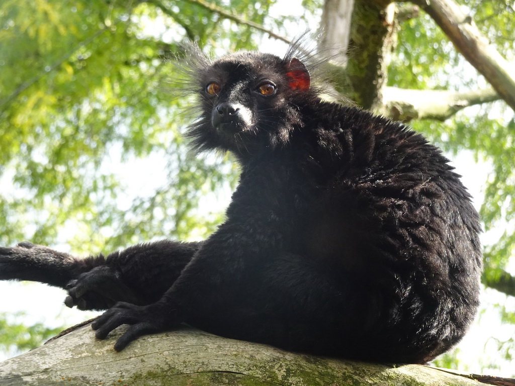 Black Lemur at the Africa section of ZOO Planckendael