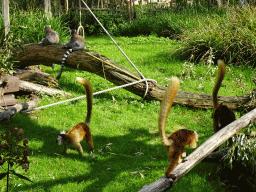 Black Lemurs and Ring-tailed Lemurs at the Africa section of ZOO Planckendael