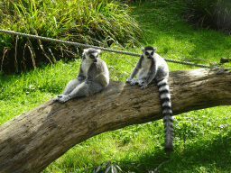 Ring-tailed Lemurs at the Africa section of ZOO Planckendael