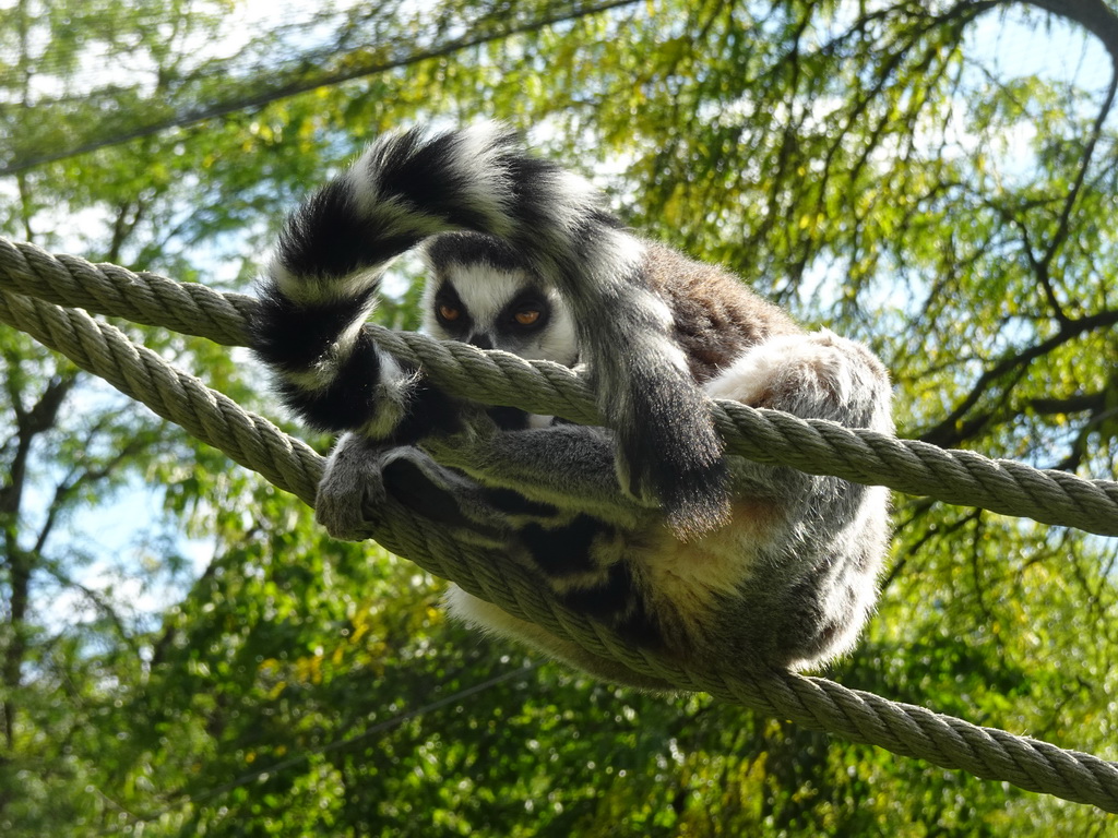 Ring-tailed Lemur at the Africa section of ZOO Planckendael