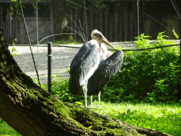 Marabus at the Africa section of ZOO Planckendael