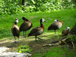 White-faced Whistling Ducks at the Africa section of ZOO Planckendael