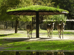 Hartmann`s Mountain Zebras at the Africa section of ZOO Planckendael