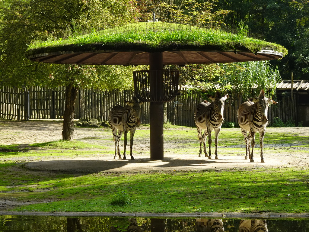 Hartmann`s Mountain Zebras at the Africa section of ZOO Planckendael