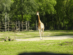 Kordofan Giraffe at the Africa section of ZOO Planckendael