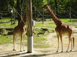 Kordofan Giraffes at the Africa section of ZOO Planckendael