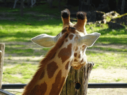 Head of a Kordofan Giraffe at the Africa section of ZOO Planckendael