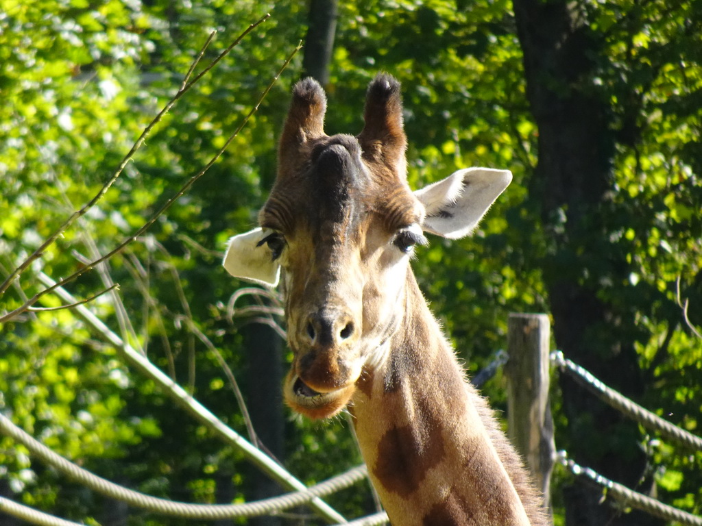 Head of a Kordofan Giraffe at the Africa section of ZOO Planckendael