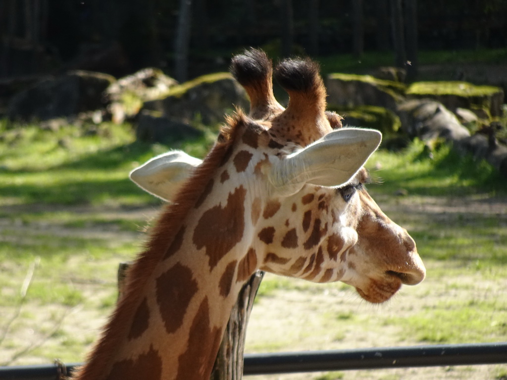 Head of a Kordofan Giraffe at the Africa section of ZOO Planckendael