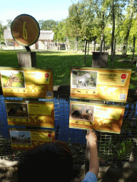 Max with explanation on the Kordofan Giraffe, Hartmann`s Mountain Zebra, Helmeted Guineafowl and Mhorr Gazelle at the Africa section of ZOO Planckendael