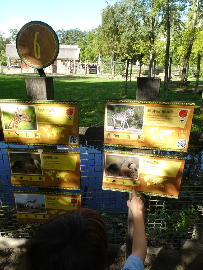 Max with explanation on the Kordofan Giraffe, Hartmann`s Mountain Zebra, Helmeted Guineafowl and Mhorr Gazelle at the Africa section of ZOO Planckendael