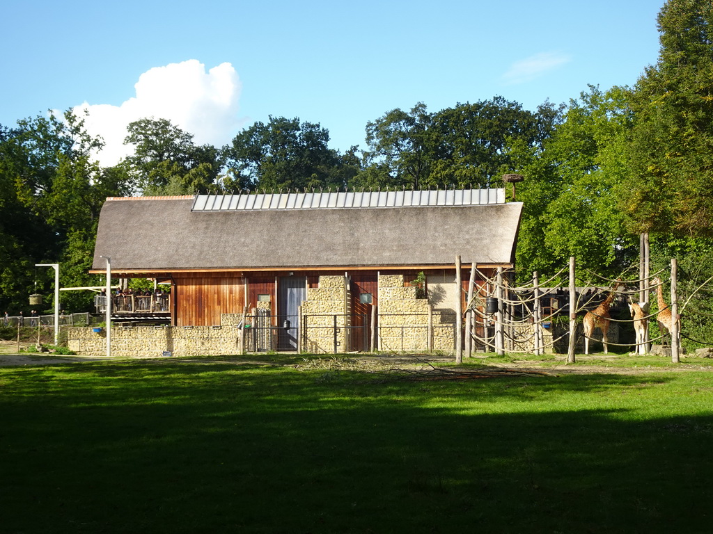 Kordofan Giraffes at the Africa section of ZOO Planckendael