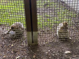 Barbary Macaques at the Africa section of ZOO Planckendael