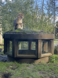 Barbary Macaque at the Africa section of ZOO Planckendael