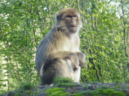 Barbary Macaque at the Africa section of ZOO Planckendael