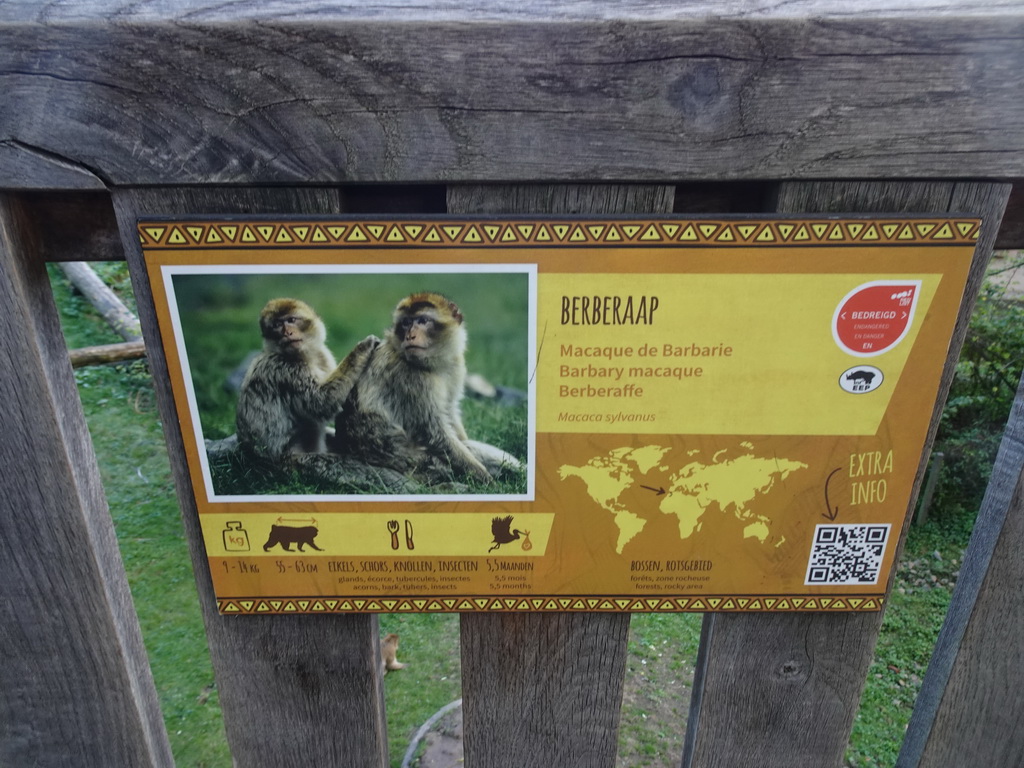 Explanation on the Barbary Macaque at the Africa section of ZOO Planckendael