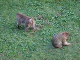 Barbary Macaques at the Africa section of ZOO Planckendael