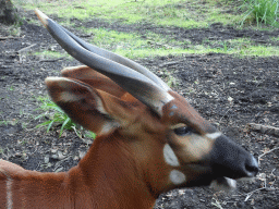 Bongo at the Africa section of ZOO Planckendael