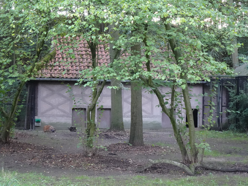 Spotted Hyena at the Africa section of ZOO Planckendael