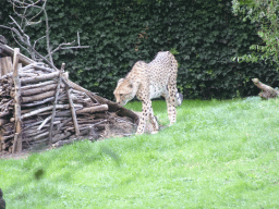 Cheetah at the Africa section of ZOO Planckendael
