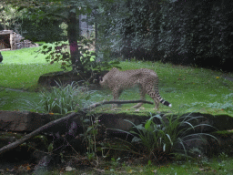 Cheetah at the Africa section of ZOO Planckendael