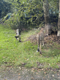 Cheetah at the Africa section of ZOO Planckendael