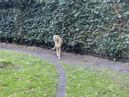 Cheetah at the Africa section of ZOO Planckendael