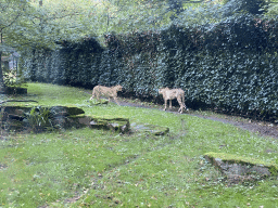 Cheetahs at the Africa section of ZOO Planckendael