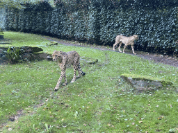 Cheetahs at the Africa section of ZOO Planckendael