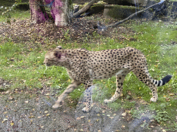 Cheetah at the Africa section of ZOO Planckendael