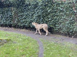 Cheetah at the Africa section of ZOO Planckendael