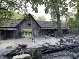 Goats at the petting zoo at the America section of ZOO Planckendael