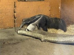 Giant Anteater at the America section of ZOO Planckendael