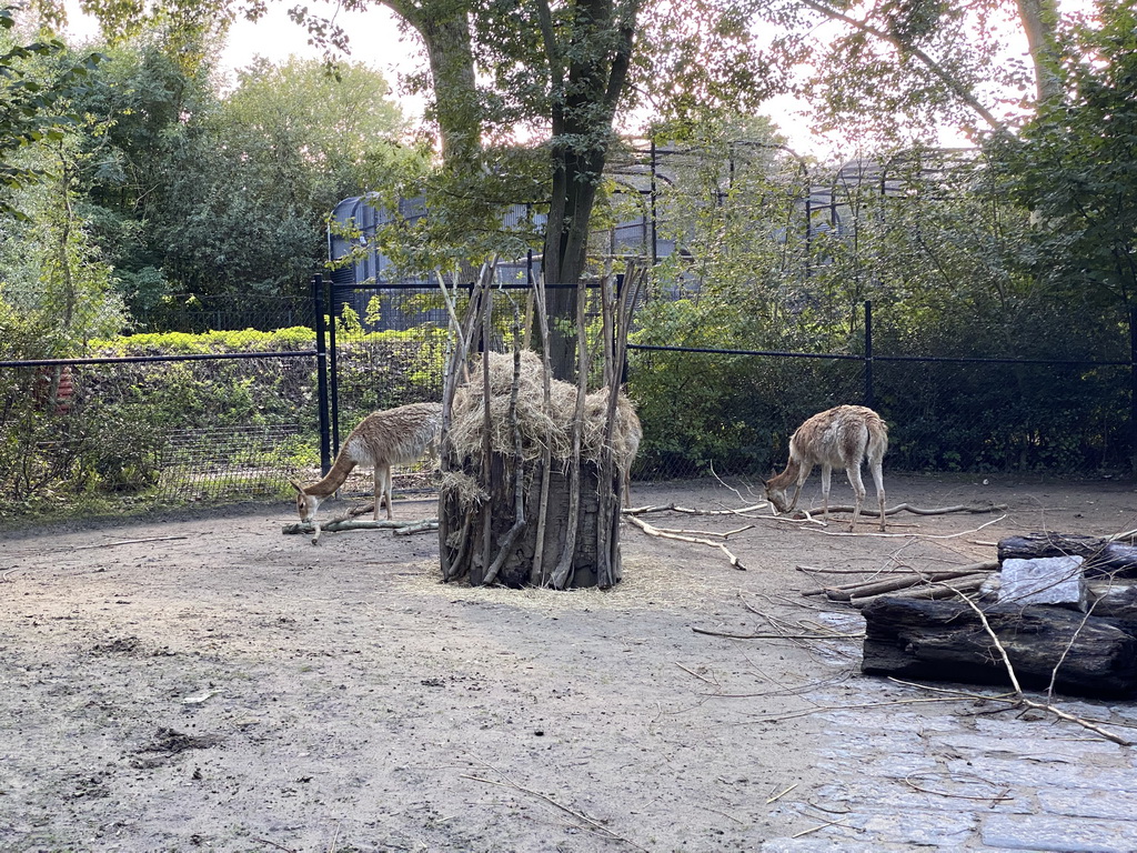 Vicuñas at the America section of ZOO Planckendael