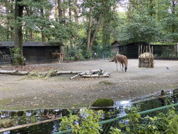 Guanacos at the America section of ZOO Planckendael