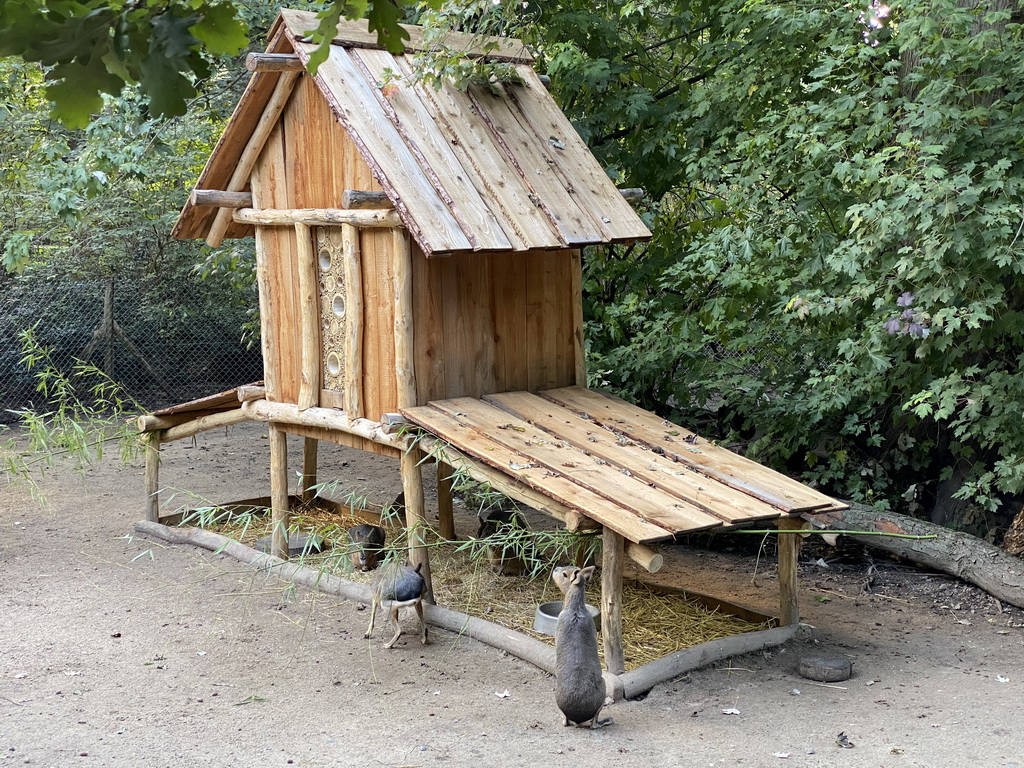 Maras at the America section of ZOO Planckendael