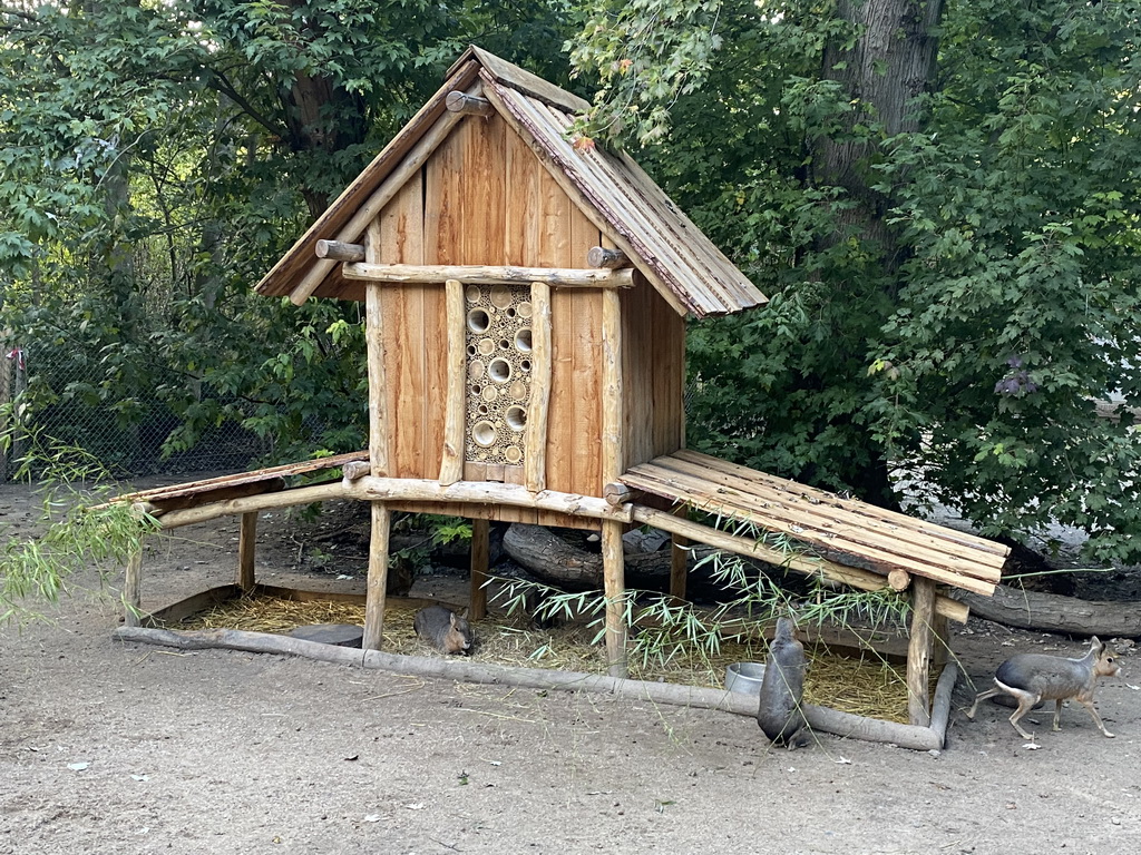 Maras at the America section of ZOO Planckendael