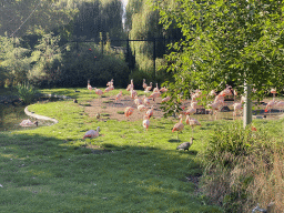 Chilean Flamingos and Black-faced Ibises at the America section of ZOO Planckendael