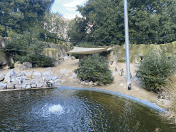 Humboldt Penguins at the America section of ZOO Planckendael