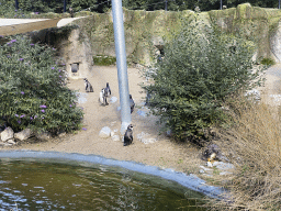Humboldt Penguins at the America section of ZOO Planckendael