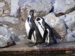 Humboldt Penguins at the America section of ZOO Planckendael