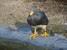 Duck at the America section of ZOO Planckendael