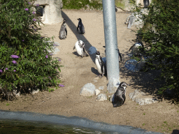 Humboldt Penguins at the America section of ZOO Planckendael