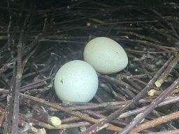 Humboldt Penguin eggs at the America section of ZOO Planckendael