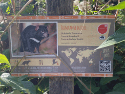 Explanation on the Tasmanian Devil at the Oceania section of ZOO Planckendael